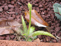 aloe amudatensis