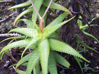 aloe andongensis