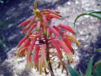 Aloe andongensis