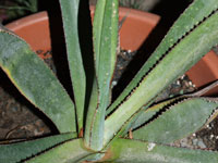 Agave angustiarum