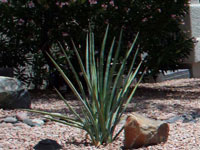 agave angustifolia