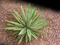 Agave angustifolia