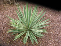 Agave angustifolia