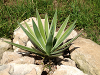 Agave angustifolia