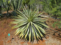 Agave angustifolia