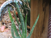 Aloe antandroi