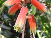 Aloe antandroi
