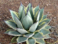 agave applanata