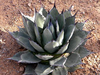 Agave applanata