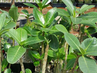 Adenium arabicum