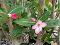 Adenium arabicum