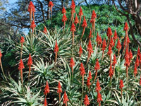 aloe arborescens