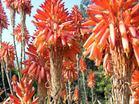 Aloe arborescens