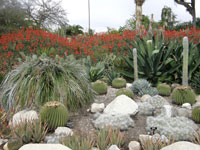 Aloe arborescens