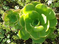 Aeonium arboreum