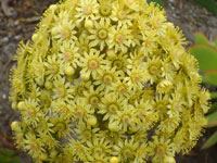 Aeonium arboreum