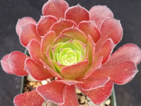 Aeonium arboreum