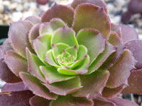 Aeonium arboreum