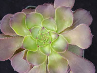 Aeonium arboreum