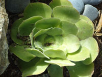 Aeonium canariense