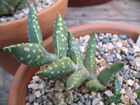 aloe arenicola