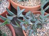 Aloe arenicola