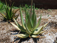 aloe armatissima