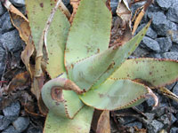 aloe asperifolia