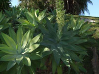 Agave attenuata