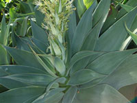 Agave attenuata