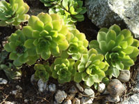 Aeonium balsamiferum