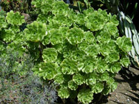 Aeonium balsamiferum