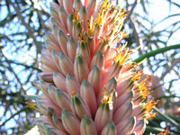 Aloe barberae