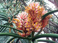 Aloe barberae