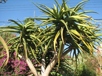 Aloe barberae