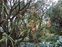 Aloe barberae