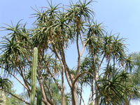 Aloe barberae