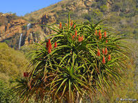 Aloe barberae