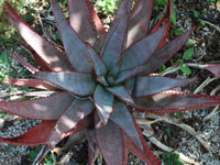 aloe betsileensis