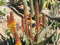 Aloe betsileensis