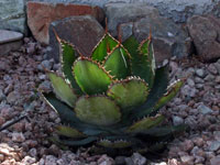 agave bovicornuta