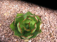 Agave bovicornuta