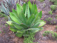 Agave bovicornuta