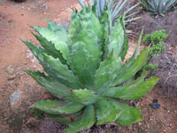 Agave bovicornuta