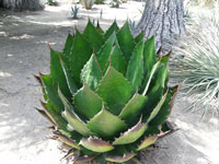 Agave bovicornuta