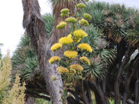 Agave bovicornuta