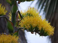 Agave bovicornuta