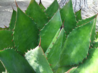 Agave bovicornuta