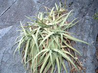 Agave bracteosa