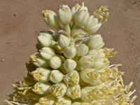 Agave bracteosa